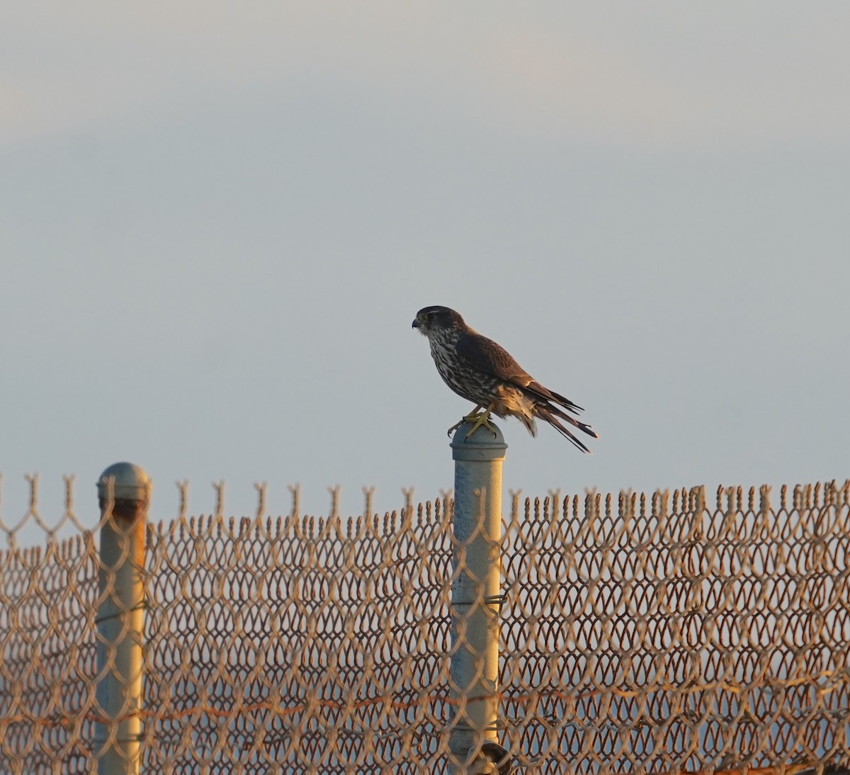 Merlin - ML645574033