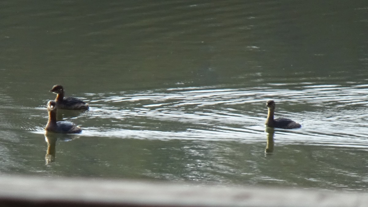 Pied-billed Grebe - ML645574036