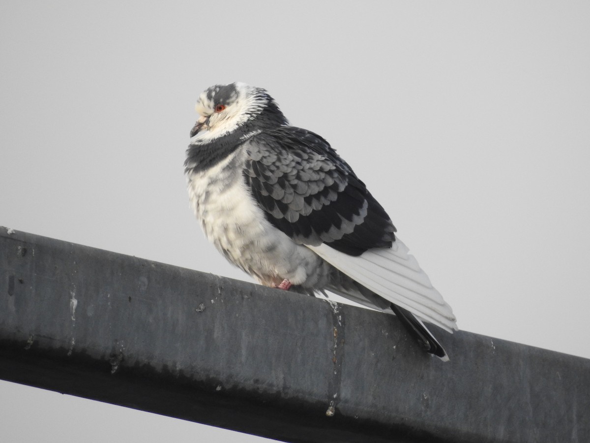 Haitz-usoa (etxekoa) - ML645574046