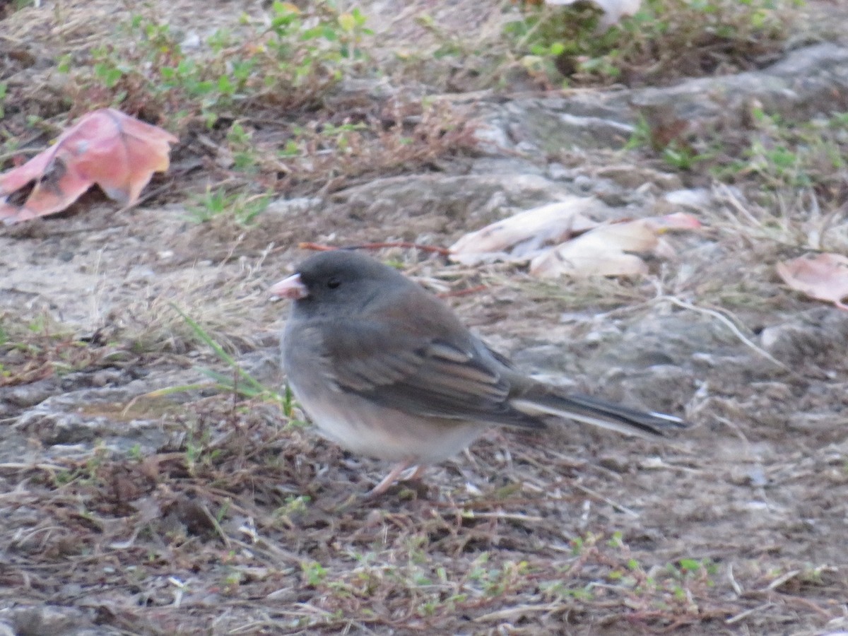 יונקו כהה-עין - ML645574050