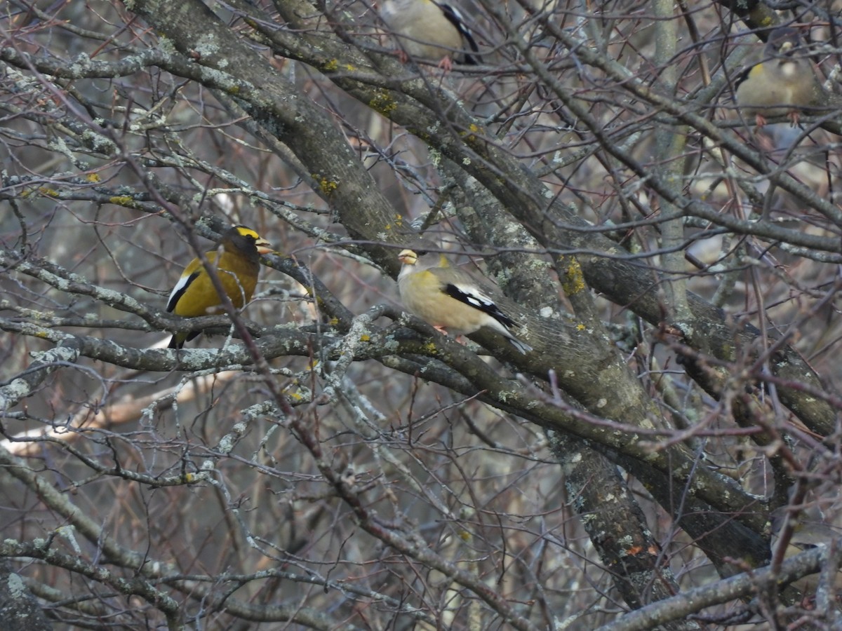 Evening Grosbeak - ML645574052