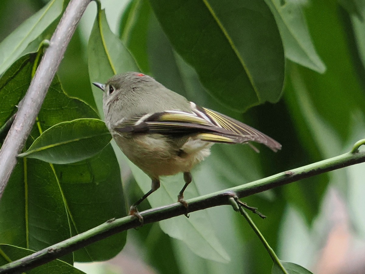 Ruby-crowned Kinglet - ML645574056
