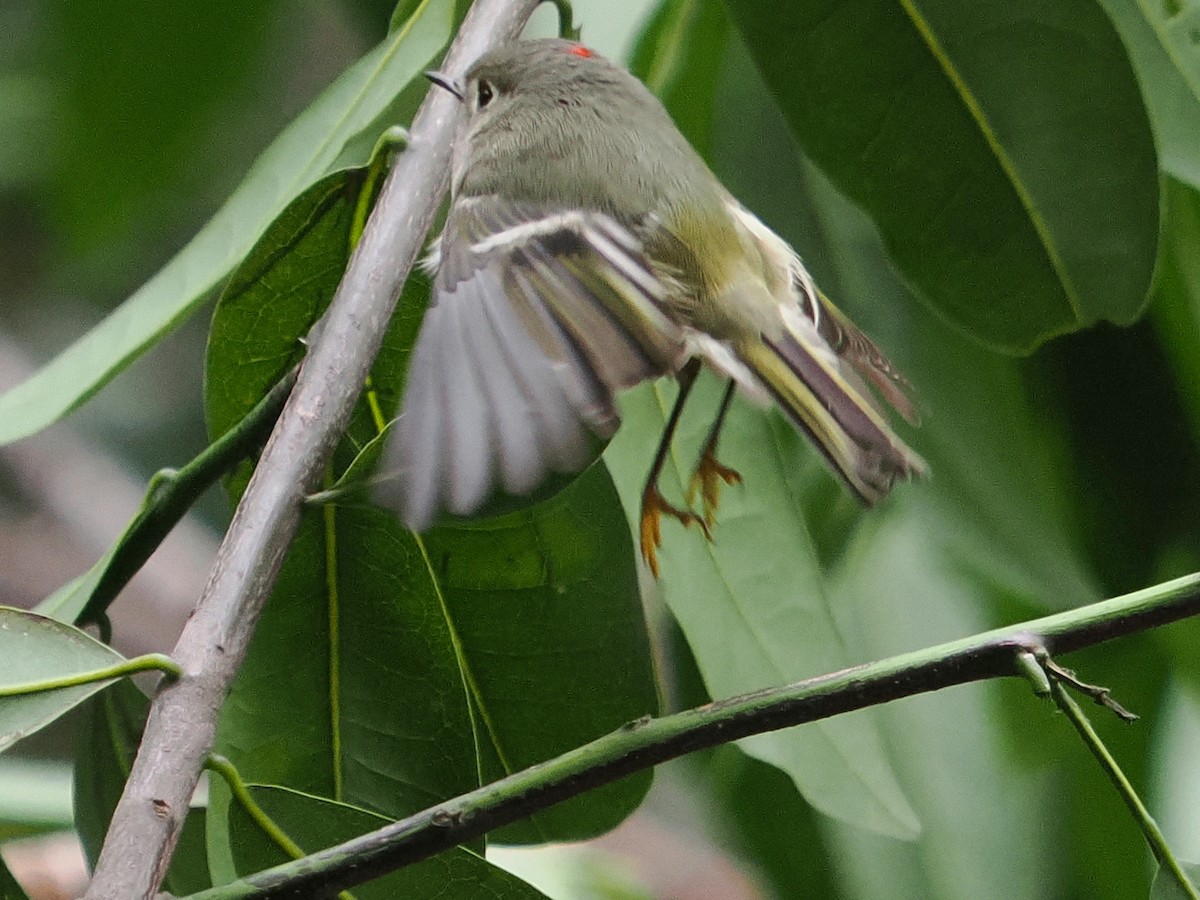 Ruby-crowned Kinglet - ML645574057