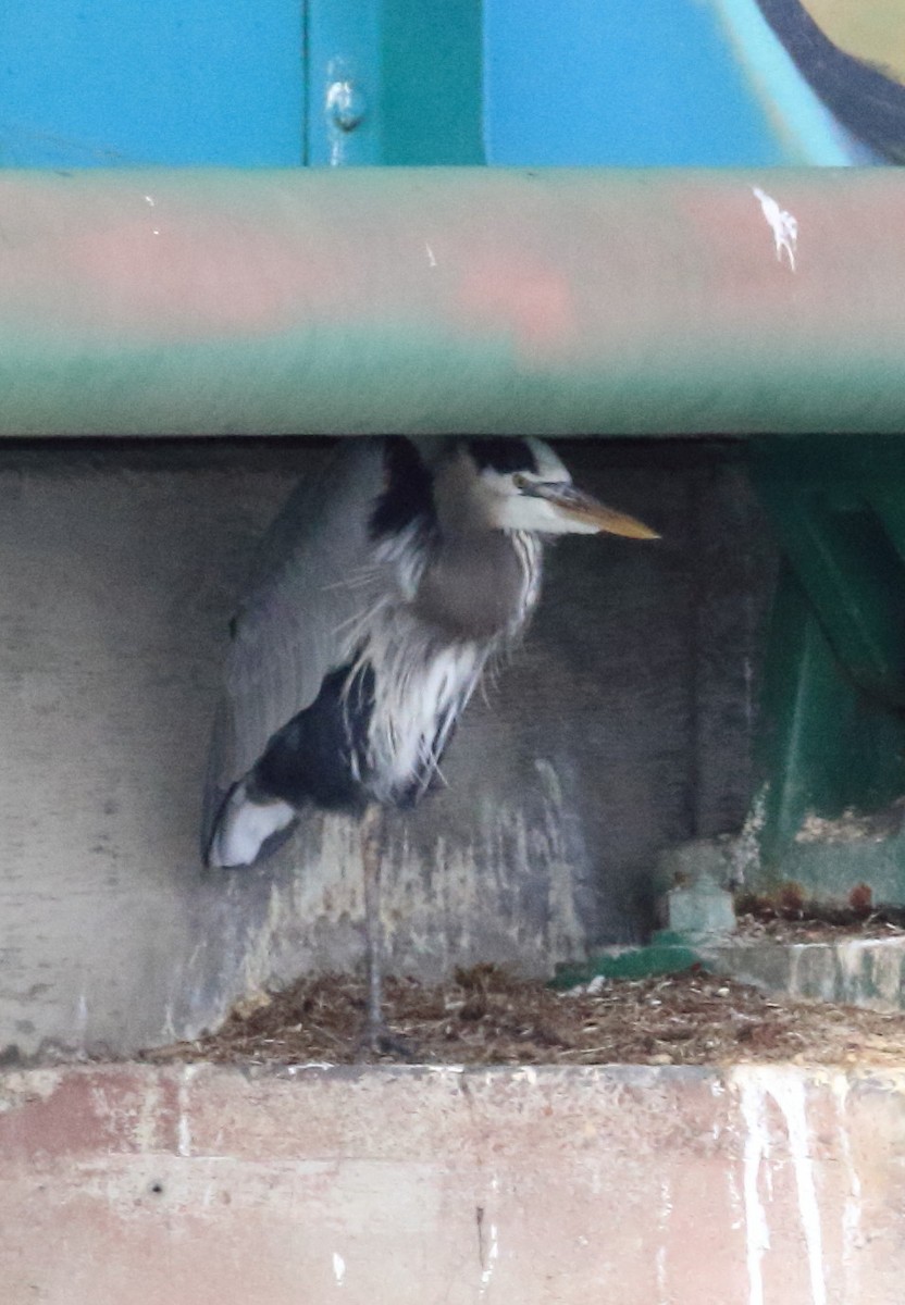 Great Blue Heron - ML645574059