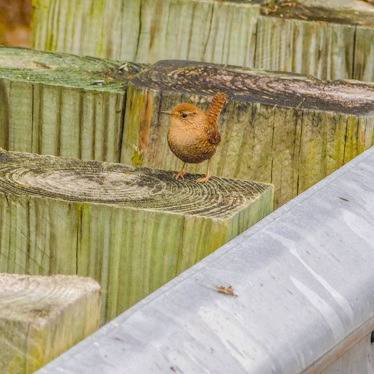 Winter Wren - ML645574063
