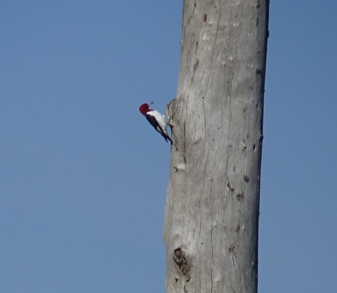 Red-headed Woodpecker - ML645574066