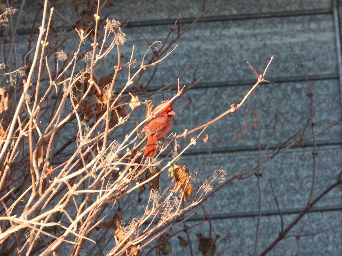 Красный кардинал - ML645574070