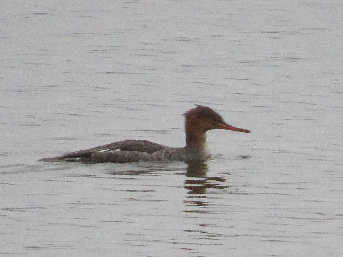 מרגון בינוני - ML645574071