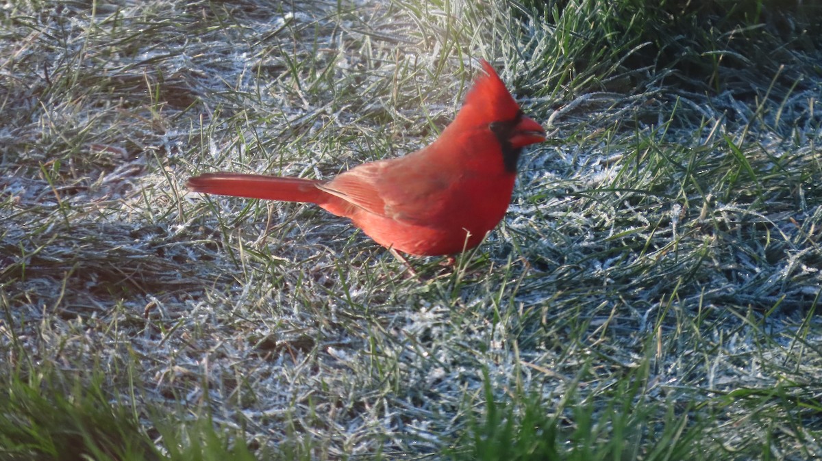 Красный кардинал - ML645574072