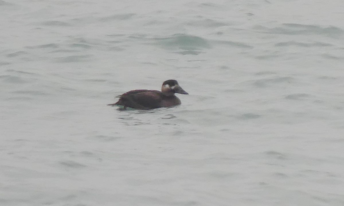 Surf Scoter - ML645574082