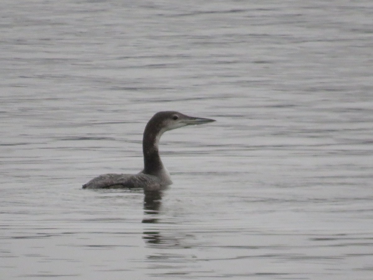 צוללן צפוני - ML645574093