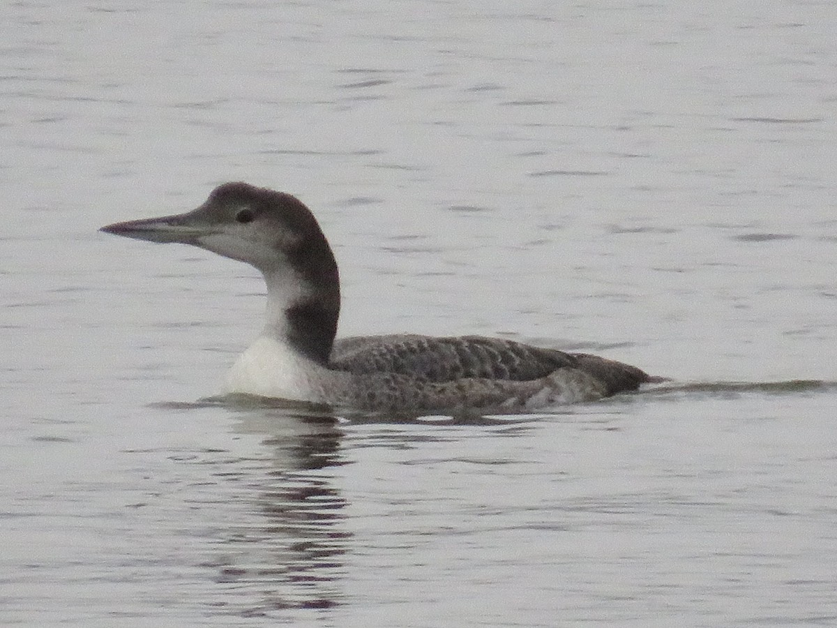 צוללן צפוני - ML645574094