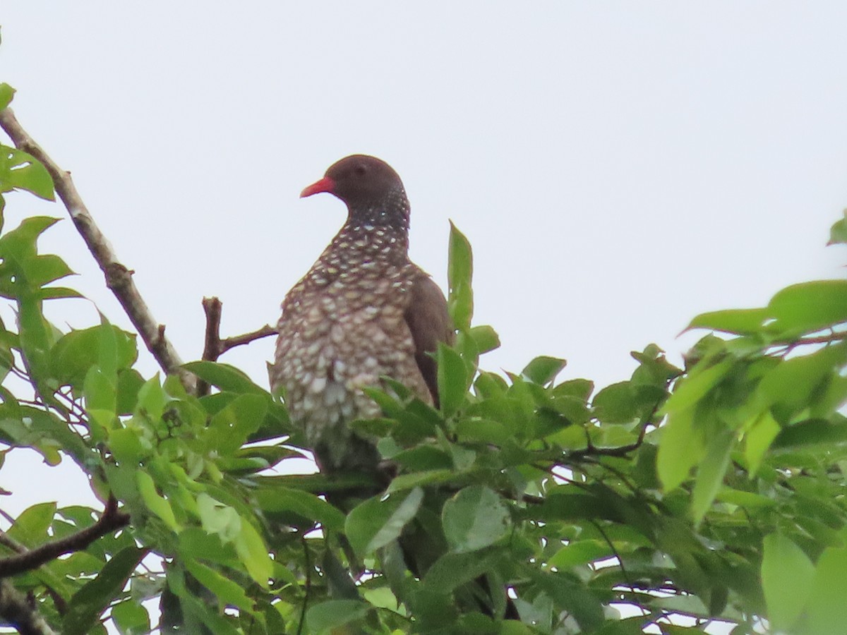 Scaled Pigeon - ML645574097