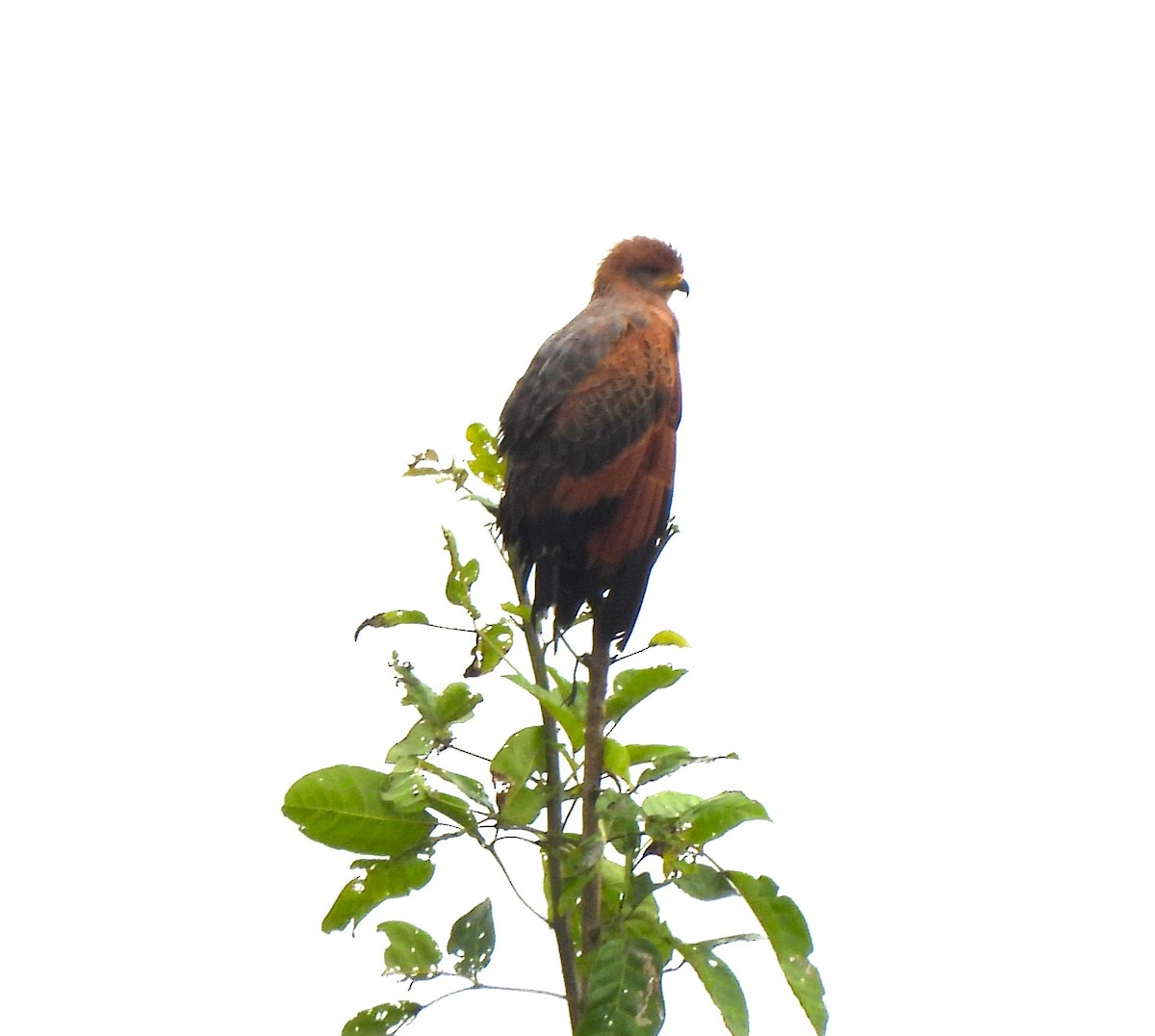 Саванный крабоед - ML645574099