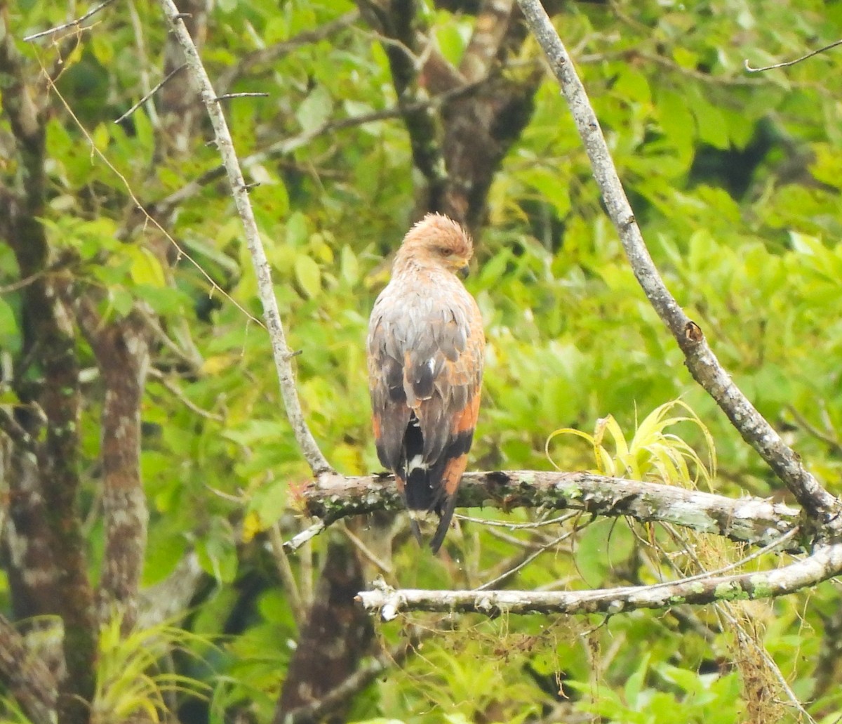 Саванный крабоед - ML645574100