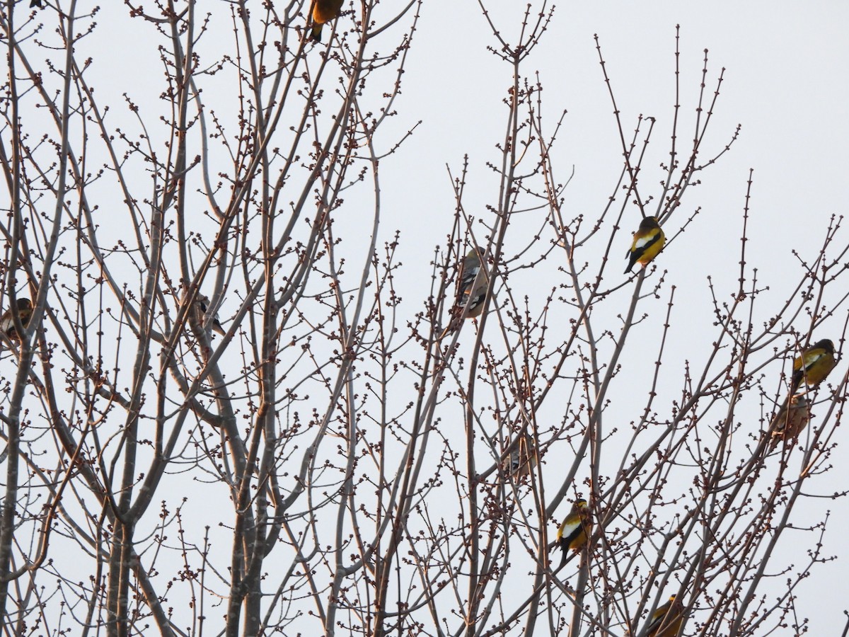 Evening Grosbeak - ML645574107