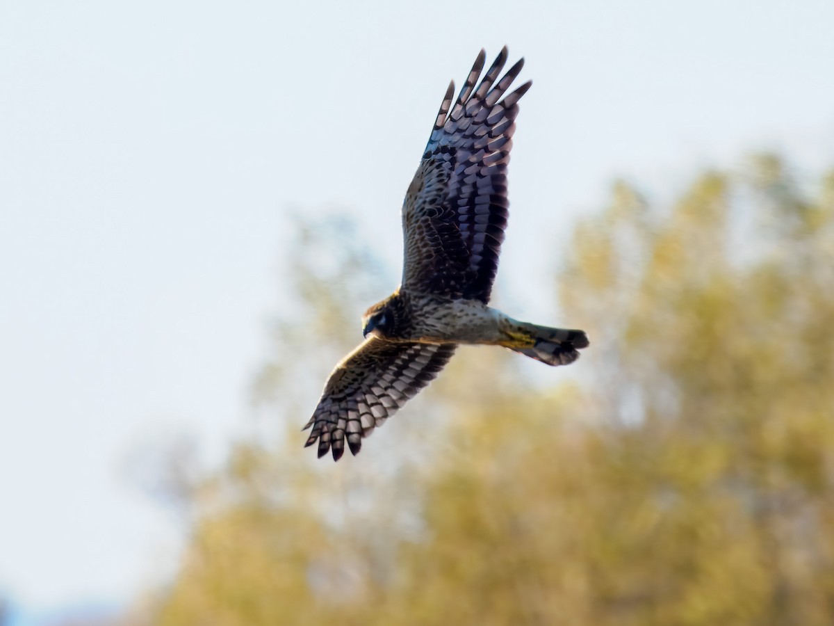 Mirotz zuri iparramerikarra - ML645574109