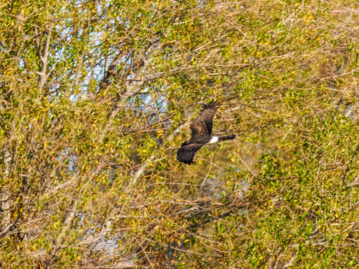 Mirotz zuri iparramerikarra - ML645574110