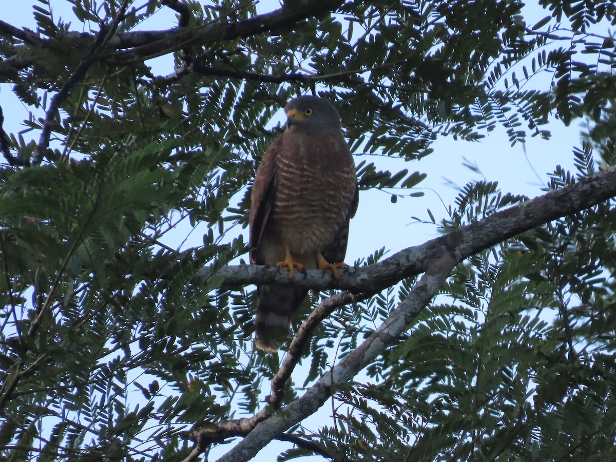 Yol Şahini - ML645574111