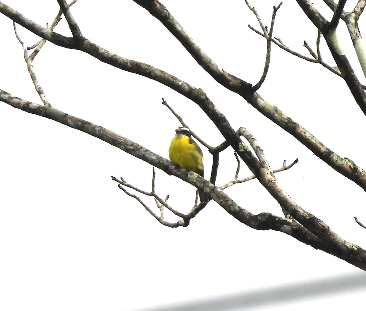 Пітанга-великодзьоб - ML645574112