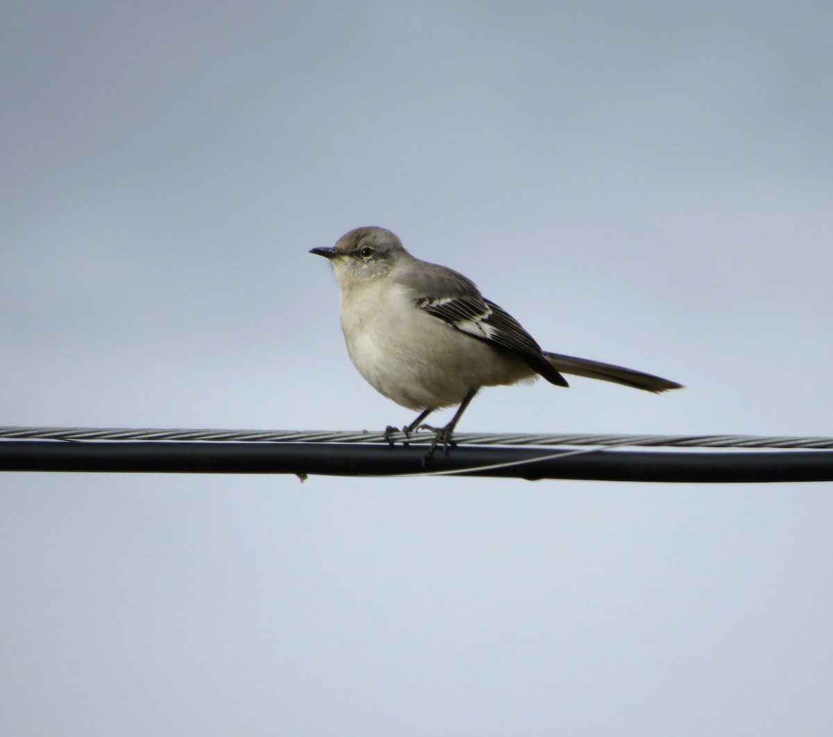 Northern Mockingbird - ML645574117