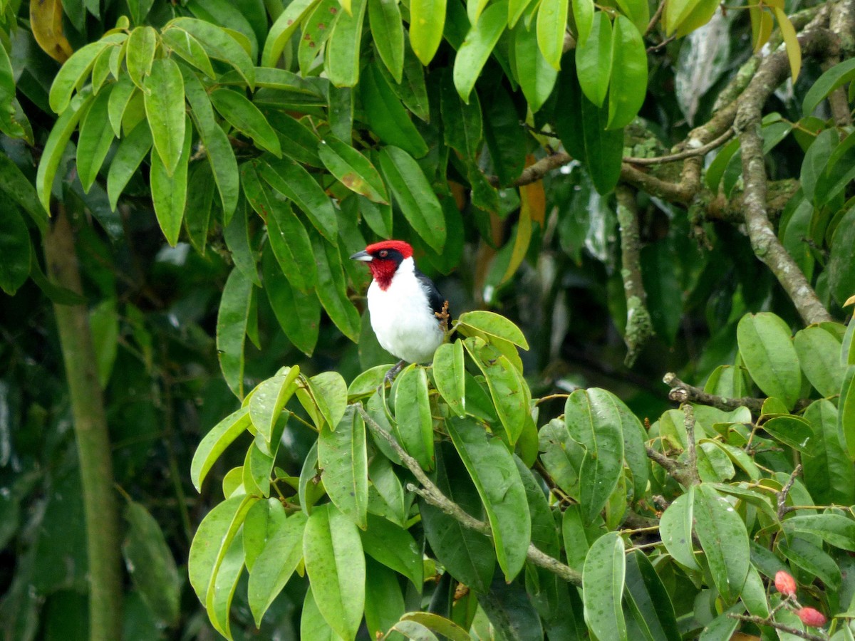 Schwarzohrtangare - ML645574127