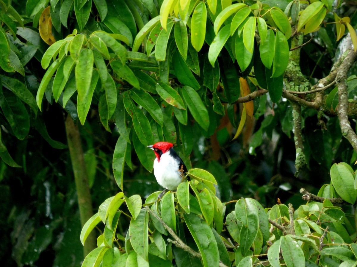 Schwarzohrtangare - ML645574128