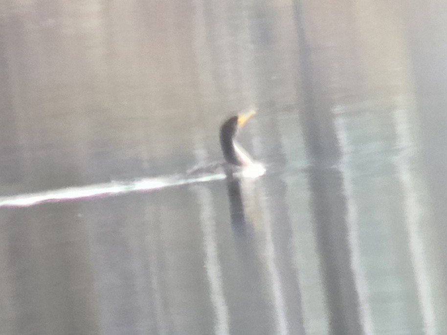 Double-crested Cormorant - ML645574130