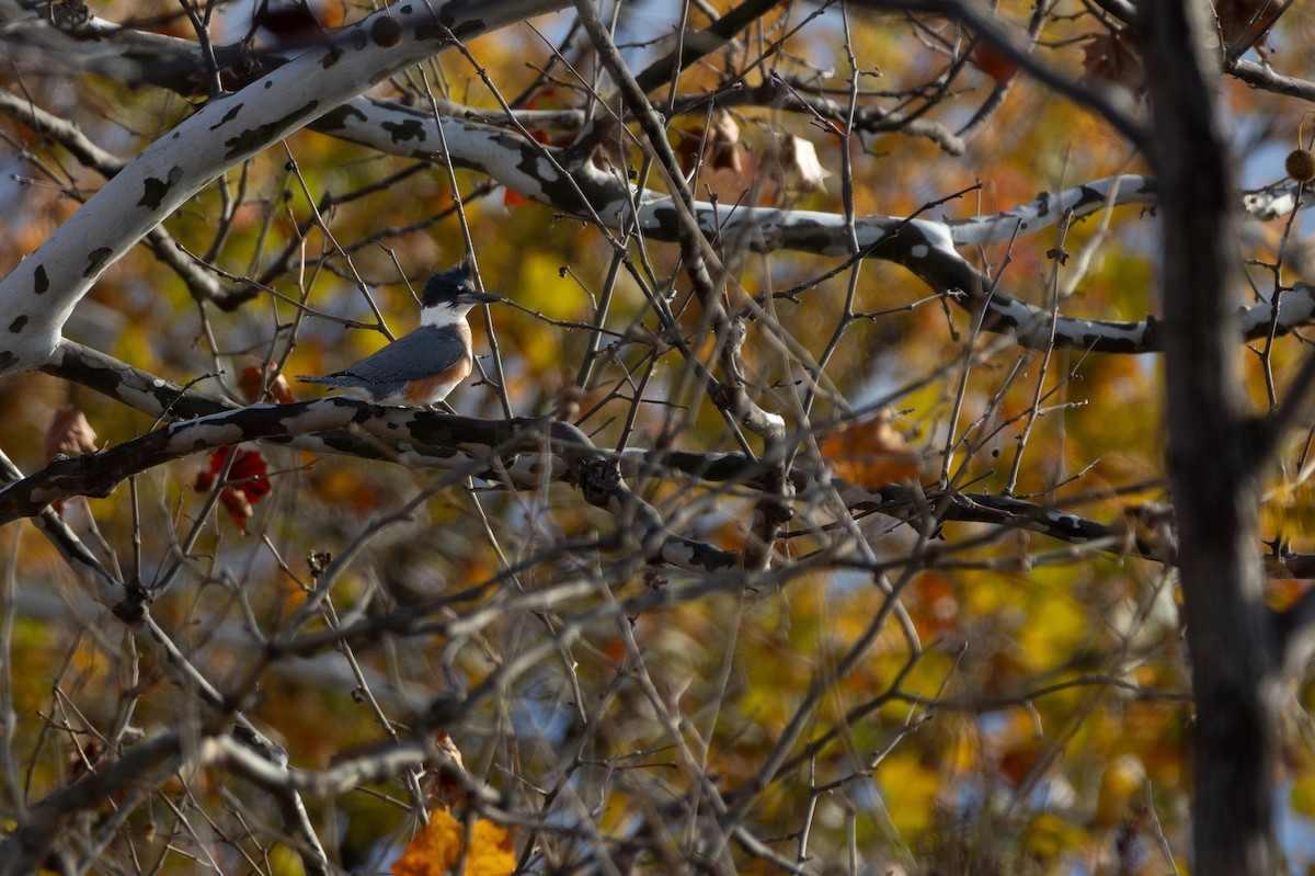 שלדג אמריקני - ML645574153