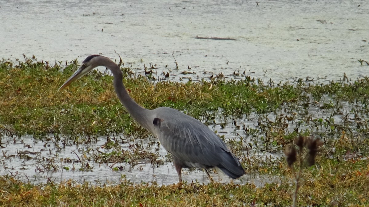 Great Blue Heron - ML645574159
