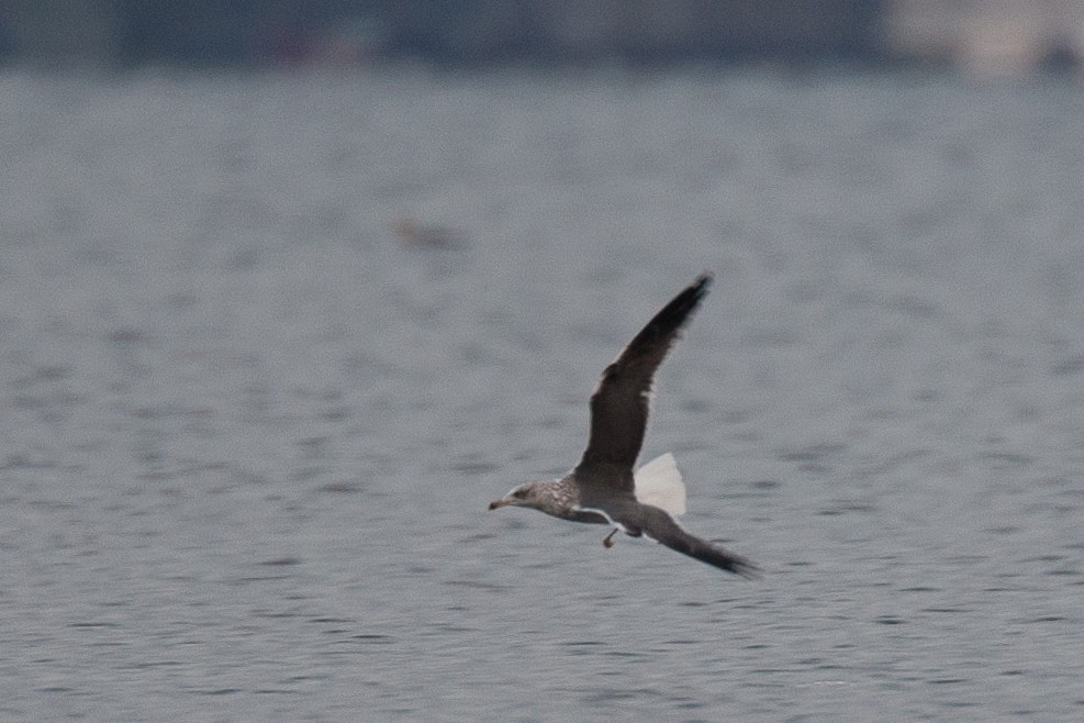 Lesser Black-backed Gull - ML645574161