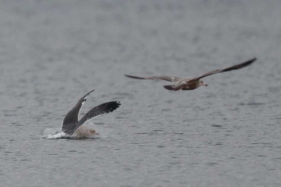 Lesser Black-backed Gull - ML645574162