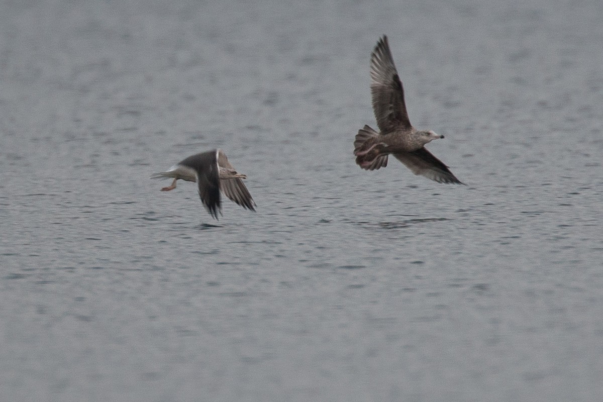 Lesser Black-backed Gull - ML645574163