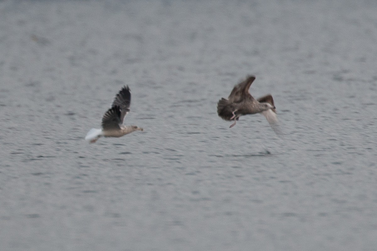 Lesser Black-backed Gull - ML645574164