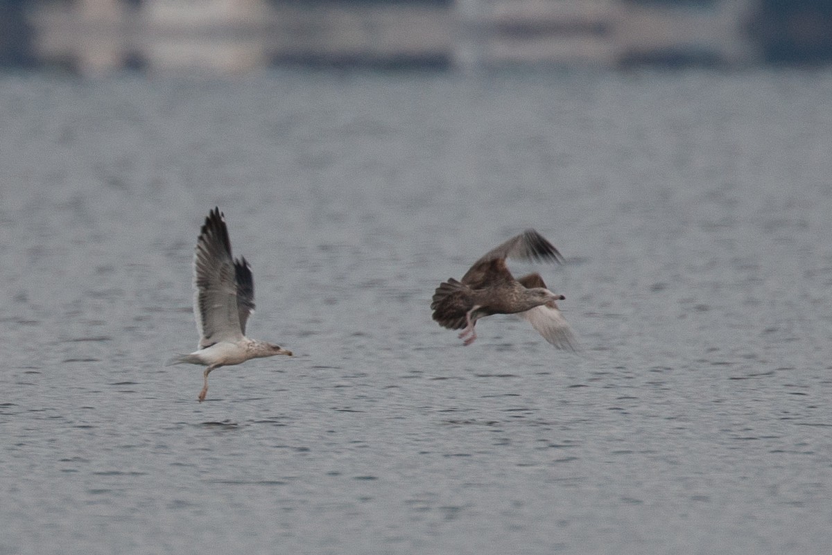 Lesser Black-backed Gull - ML645574165