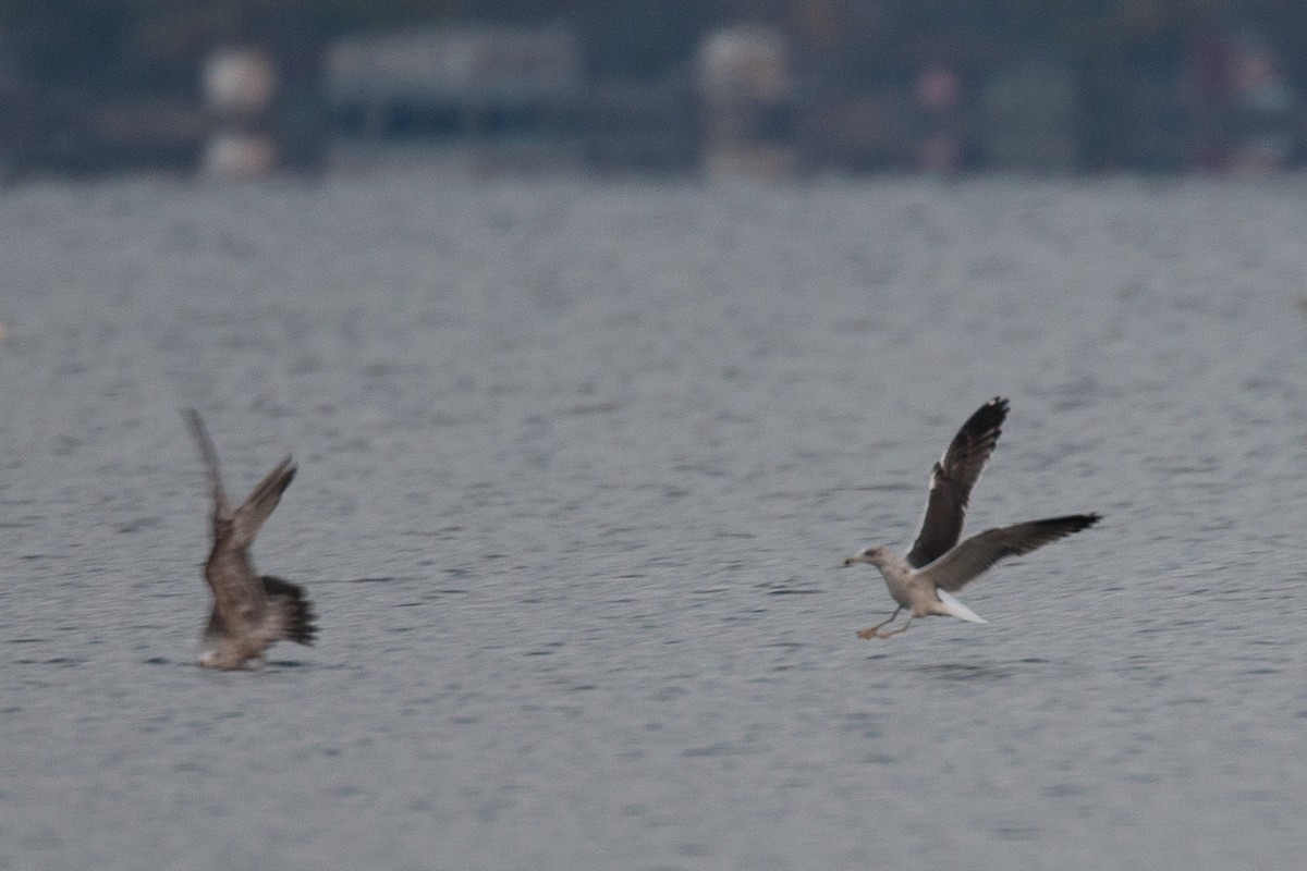 Lesser Black-backed Gull - ML645574167