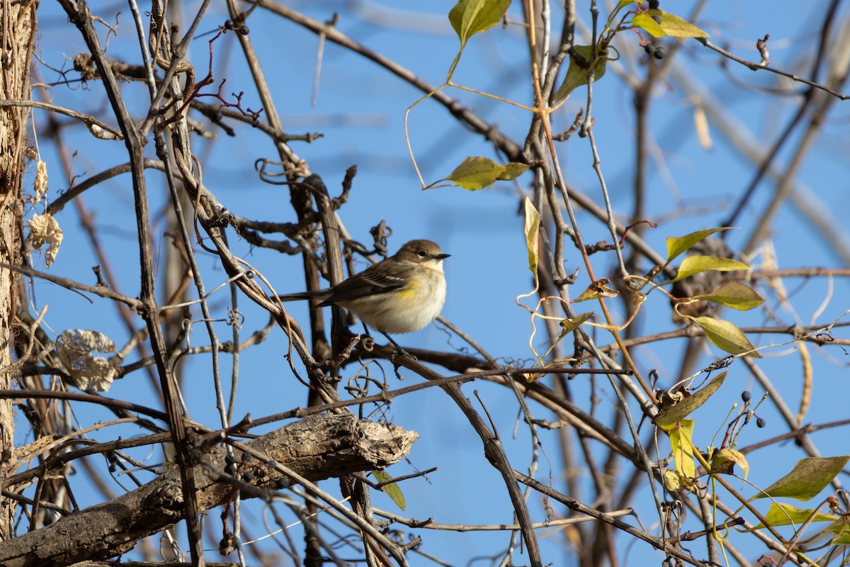 סבכון הכתר - ML645574168