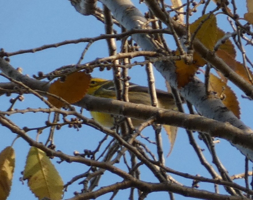 Townsend's Warbler - ML645574175