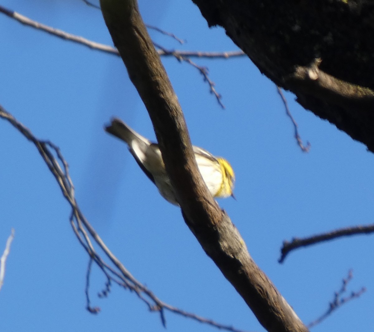 Townsend's Warbler - ML645574176