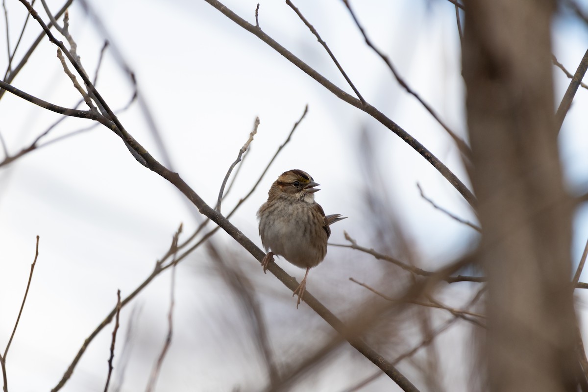 גיבתונית לבנת-גרון - ML645574177