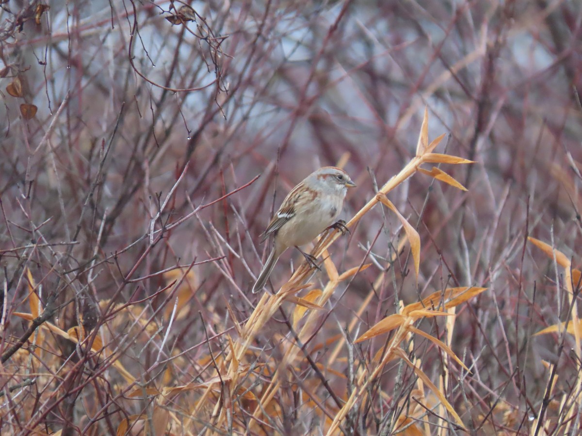 strnádka pokřovní - ML645574195