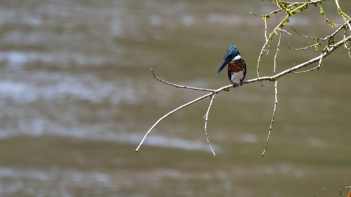 Amazon Kingfisher - ML645574200