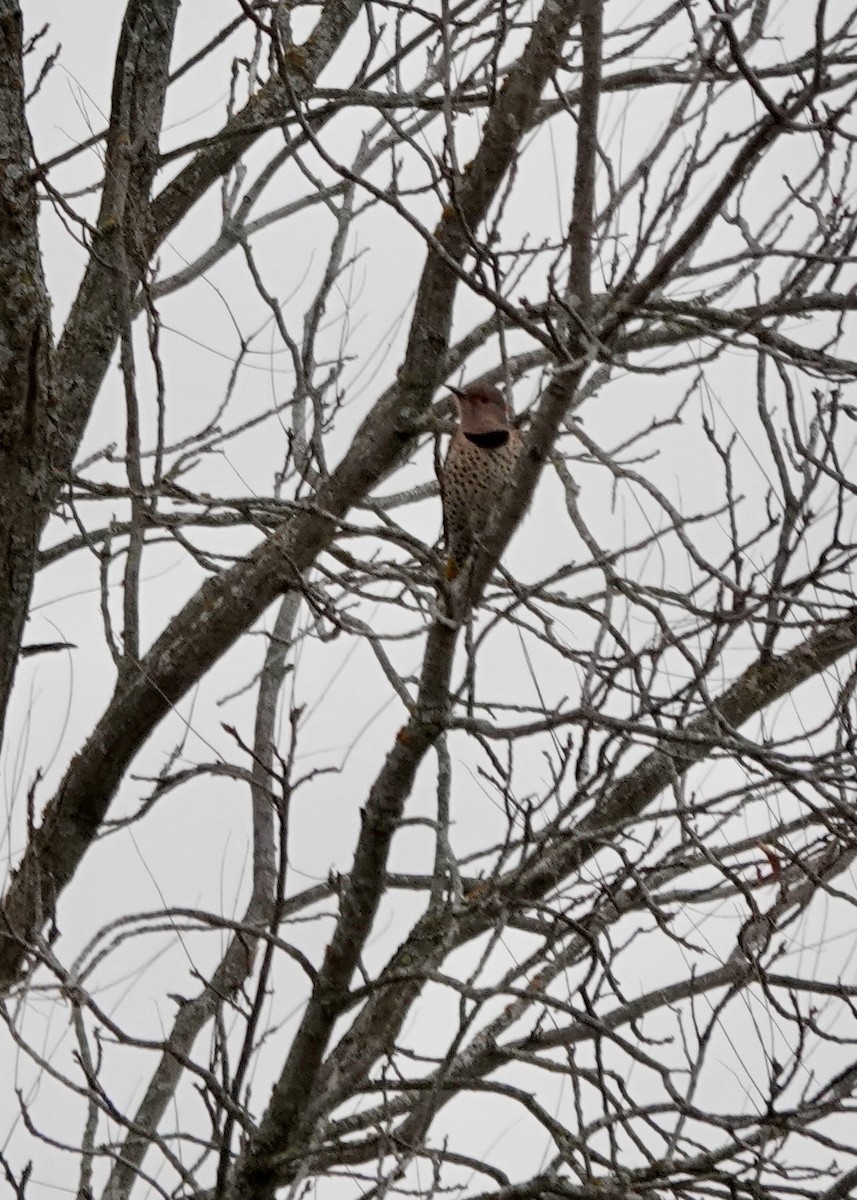 Northern Flicker (Yellow-shafted) - ML645574206