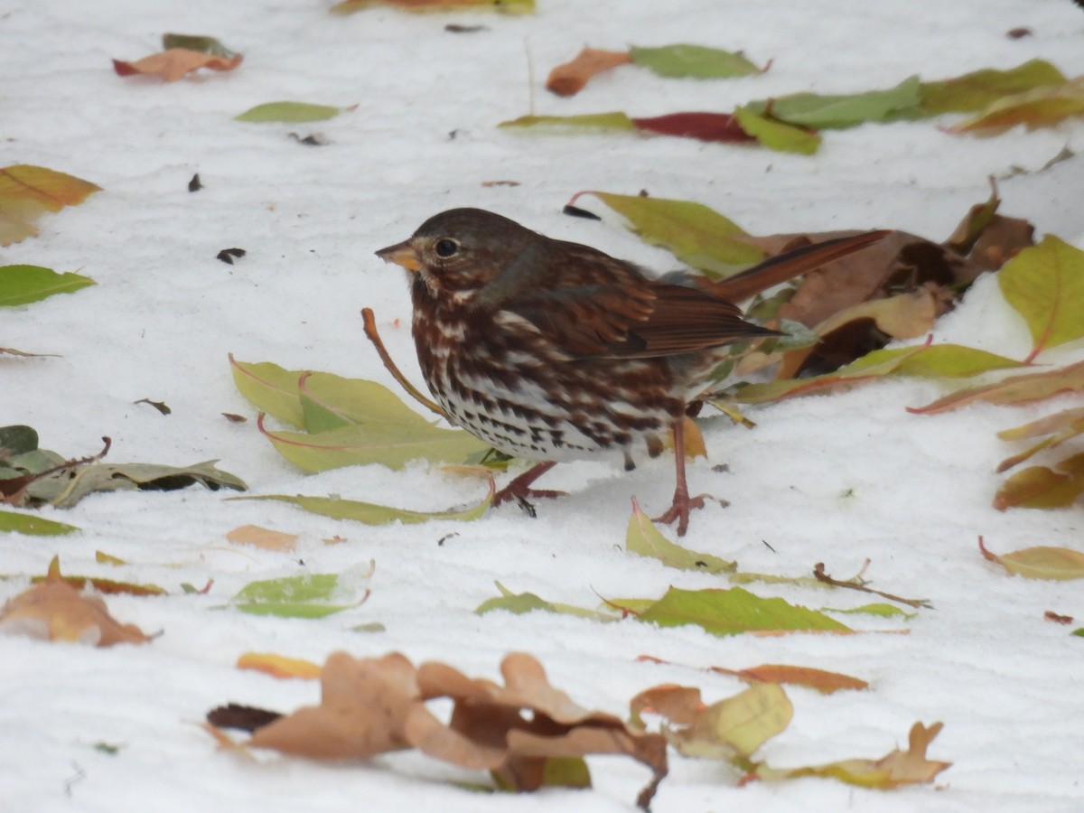 strnadec kaštanový - ML645574210