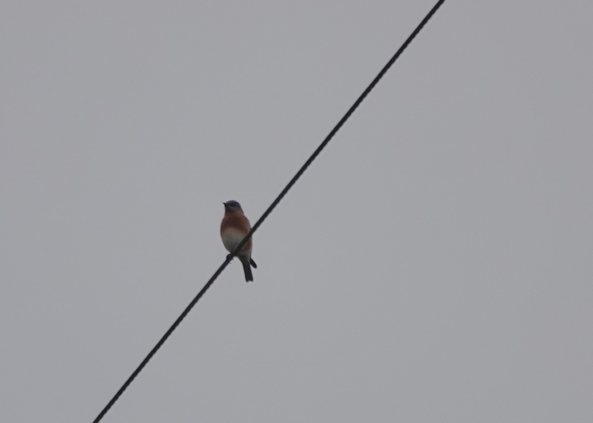 Eastern Bluebird - ML645574213