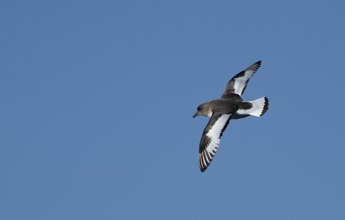 Antarctic Petrel - ML645574219