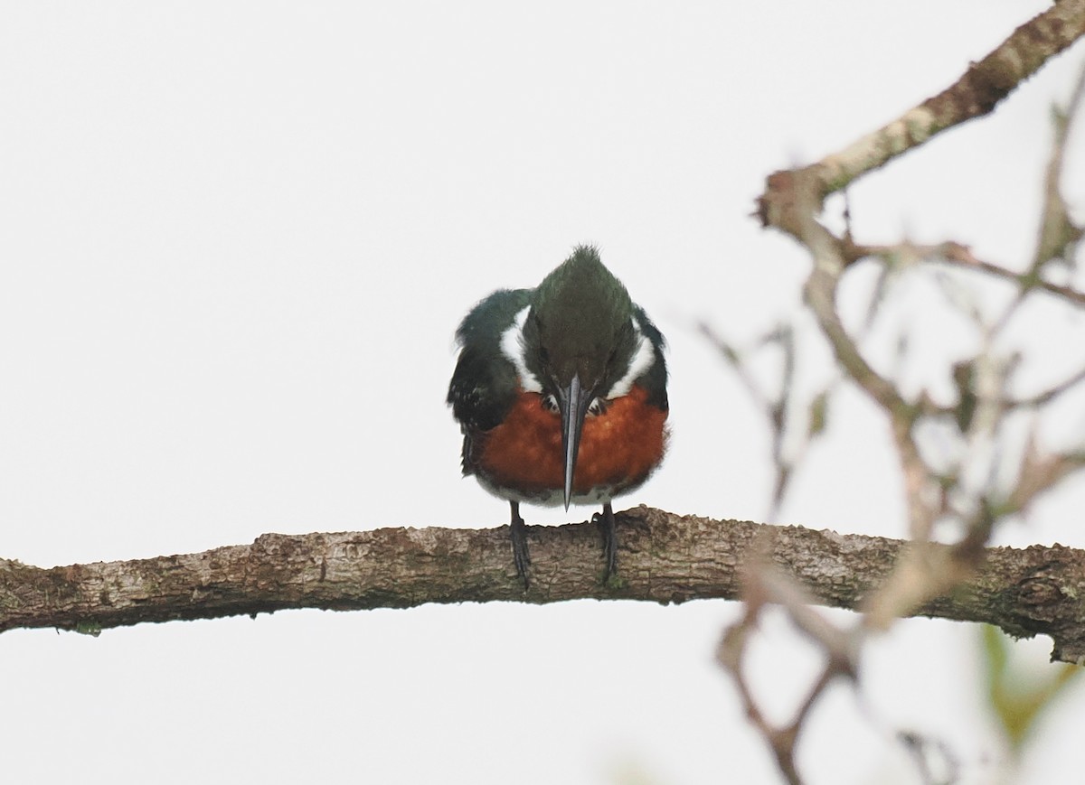 Зелёно-рыжий зимородок - ML645574226