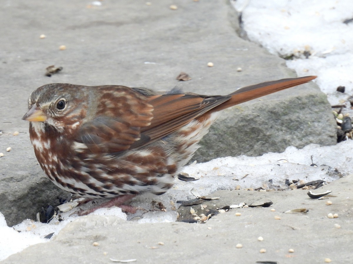 strnadec kaštanový - ML645574232