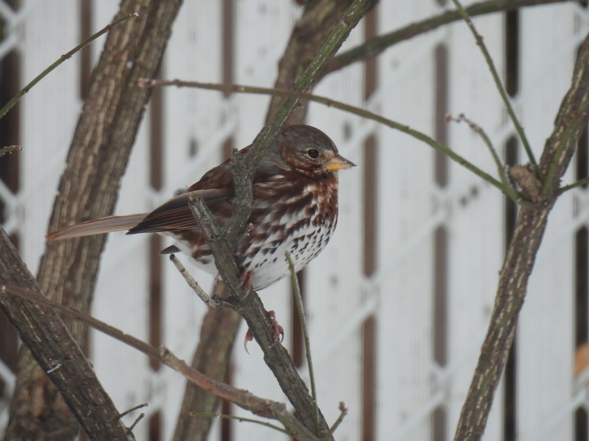 strnadec kaštanový - ML645574233