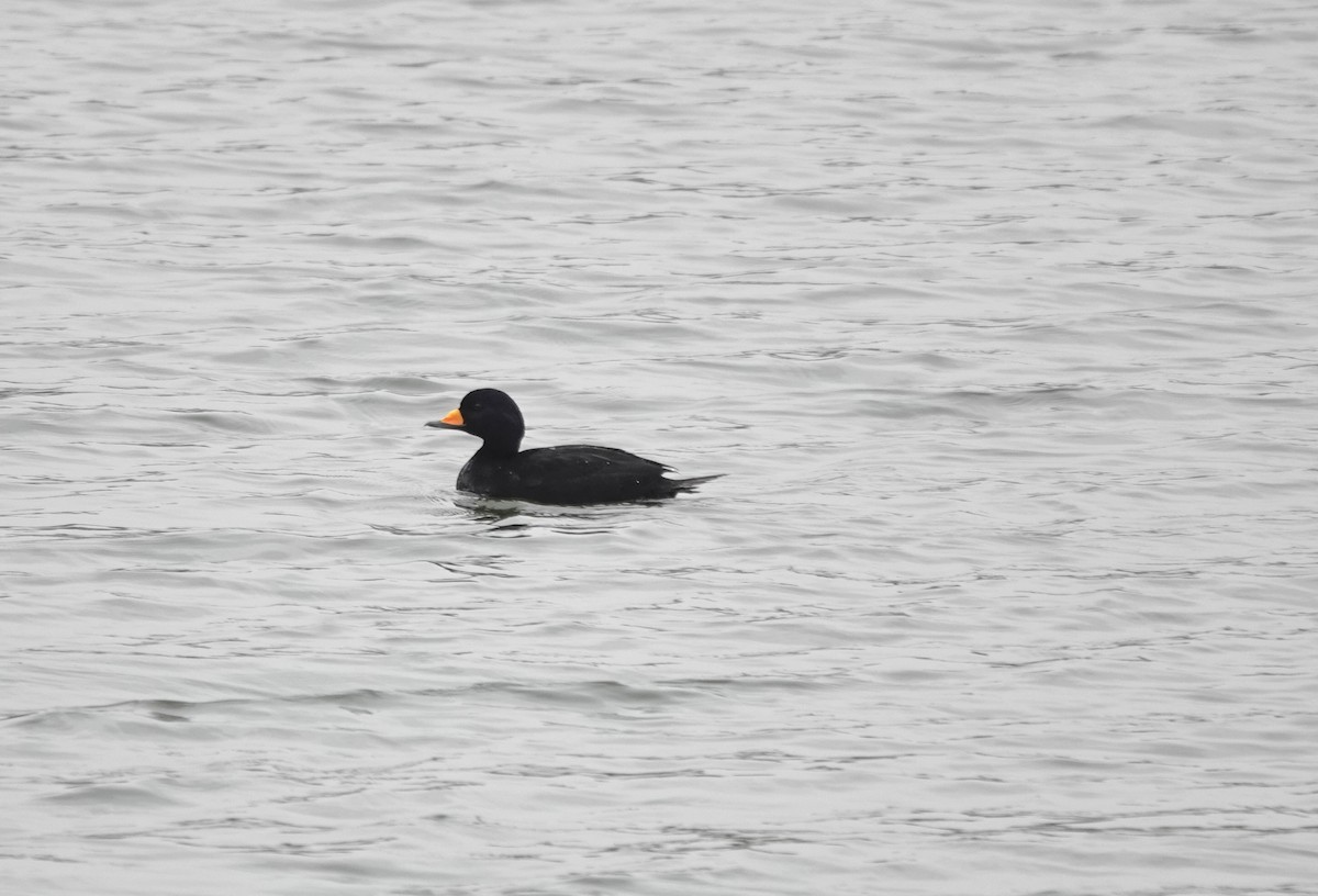 amerikasvartand - ML645574235